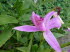 Mainau_q0085
