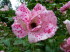 Mainau_q0095