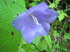 Mainau_q0134