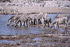 Namibia 10029