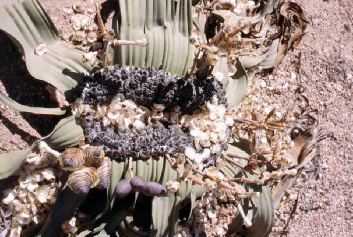 Namibia 20017