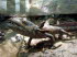 Naturk_museum_0004
