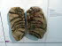 Naturk_museum_0082