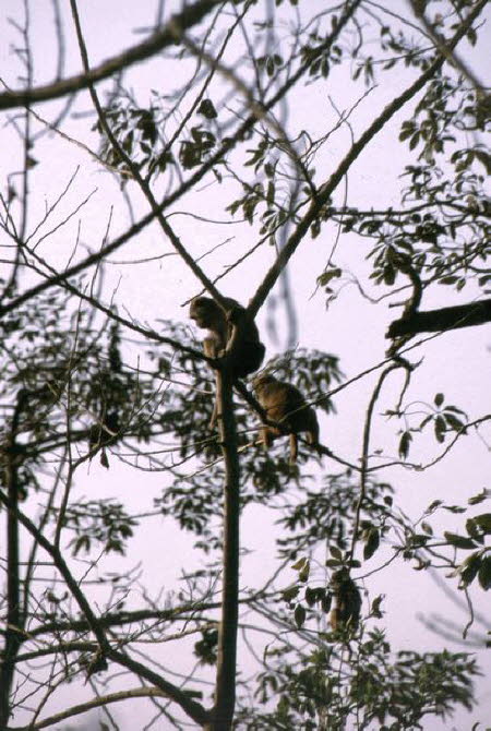 Nepal 040007
