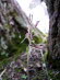Orchideen 10001