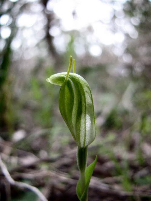Orchideen 10002