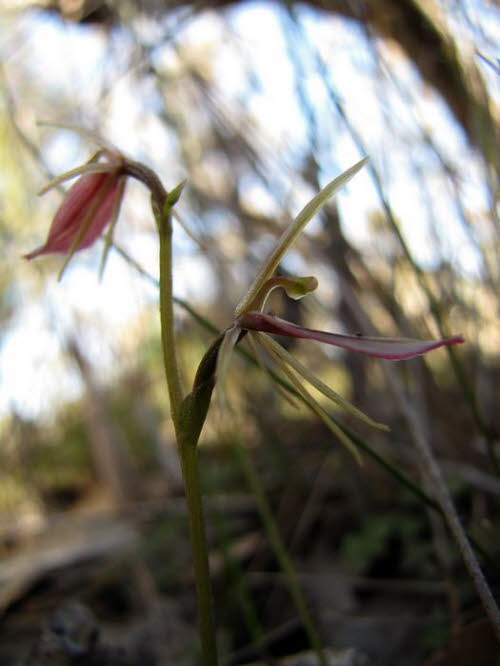 Orchideen 10006