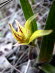 Orchideen 10007