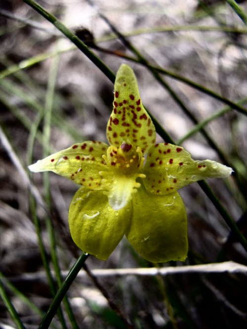 Orchideen 10016