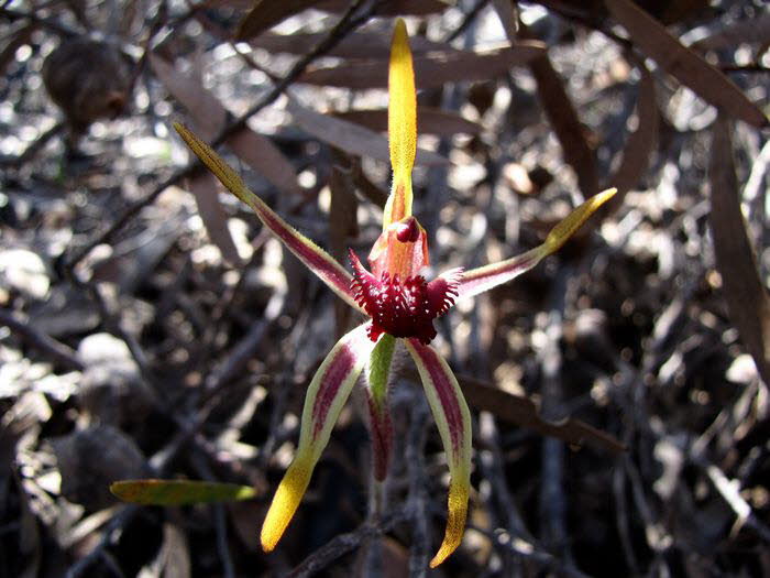 Orchideen 20010