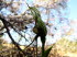 Orchideen 20013