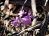 Orchideen 20020