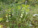 Paleo_Perithia_0007