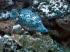 Palmitos_Park_0056
