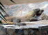 Palmitos_Park_0077