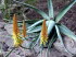 Palmitos_Park_0133