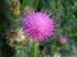 Pfalz_0105