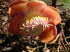Pflanzen 030001