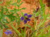 Pflanzen 030008
