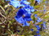 Pflanzen 030013