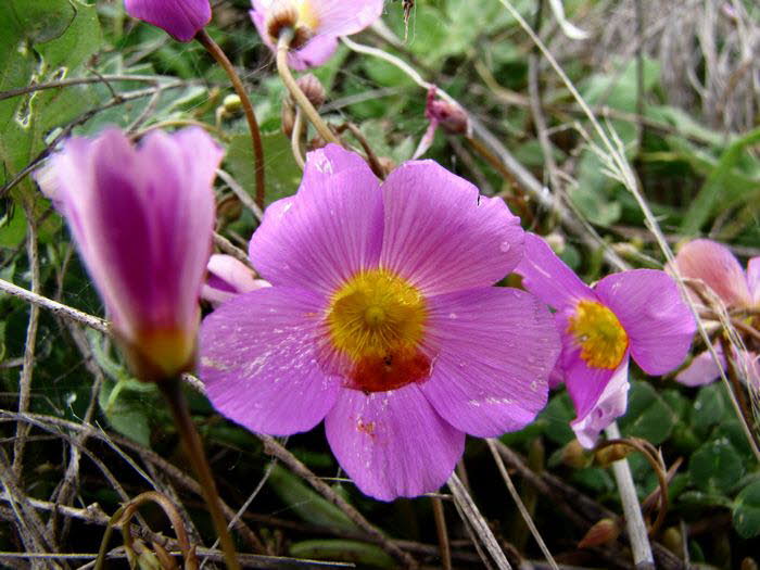 Pflanzen 040015