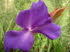 Pflanzen 060020