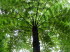 Pflanzen 060027