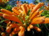 Pflanzen 070002