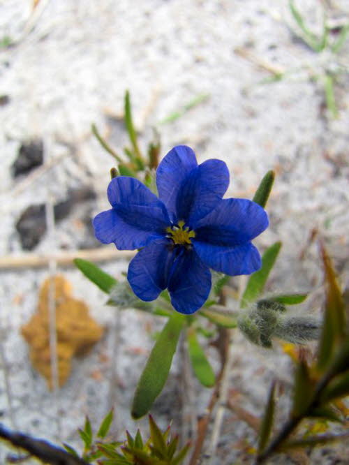 Pflanzen 120009