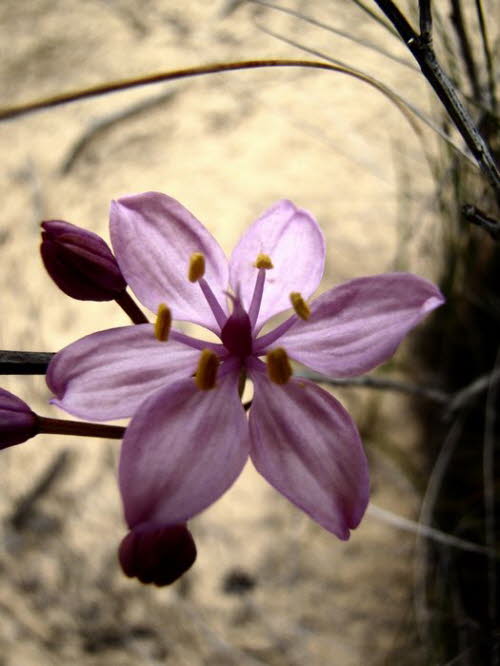 Pflanzen 120038
