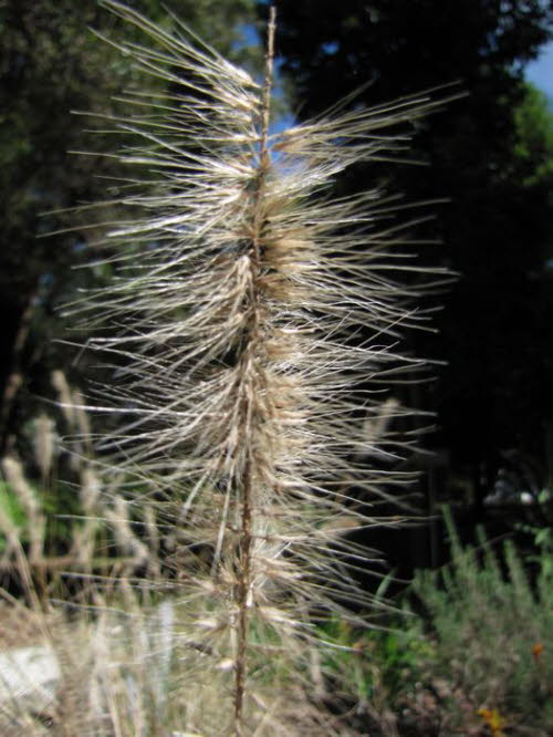 Pflanzen 130007