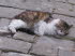 Piran_q0010