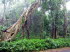 Queensland 10016