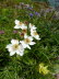 Schyrigeplatte_0049