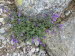 Schyrigeplatte_0089