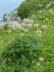 Schyrigeplatte_0094