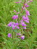 Schyrigeplatte_0099