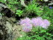 Schyrigeplatte_0114