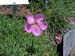 Schyrigeplatte_0117