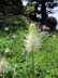 Schyrigeplatte_0127