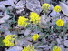 Schyrigeplatte_0136