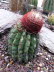 St_Gallen_BotGarten_0016