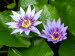 St_Gallen_BotGarten_0023