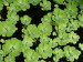 St_Gallen_BotGarten_0025