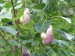 St_Gallen_BotGarten_0028