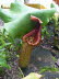 St_Gallen_BotGarten_0036