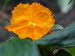 St_Gallen_BotGarten_0053