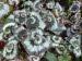 St_Gallen_BotGarten_0055
