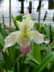 St_Gallen_BotGarten_0056