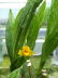 St_Gallen_BotGarten_0057